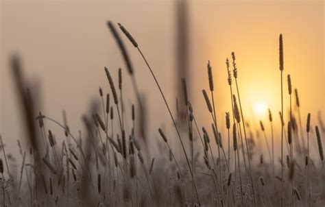 Download Wallpaper Grass Sunset The Reeds Ears Section Nature In