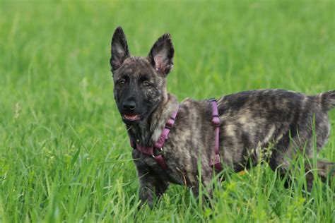 Dutch Shepherd Dog Breed Info Guide And Care
