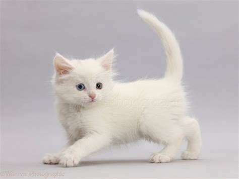 White Kitten Walking Across On Grey Background Photo Wp42951
