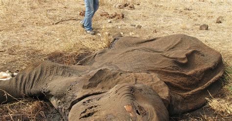 In A Tanzanian Village Elephant Poachers Thrive Stlpr