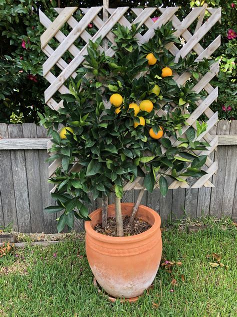 Dwarf Orange Navelina Tree Citrus Sinensis