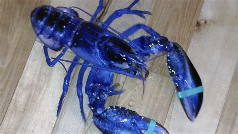 Rare Cotton Candy Color Lobster Caught Off Coast Of Maine