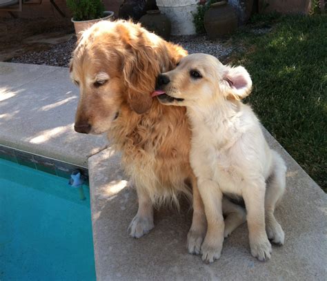 Find golden retriever in dogs & puppies for rehoming | 🐶 find dogs and puppies locally for sale or adoption in alberta : Golden Retriever Rescue Southern Nevada for Furever Homes