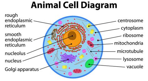 670 Animal Cell Membrane Stock Photos Pictures And Royalty Free Images