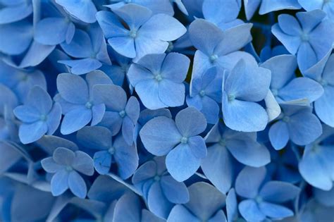 🥇 Imagen De Flores Azules Fondo Pétalos Cerrar Belleza Floral 【foto