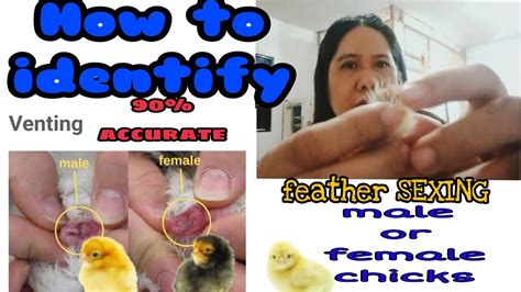 How To Identify The Male Or Female Chicksvent Sexingfeather Sexingcurious Lang Ako Sexing
