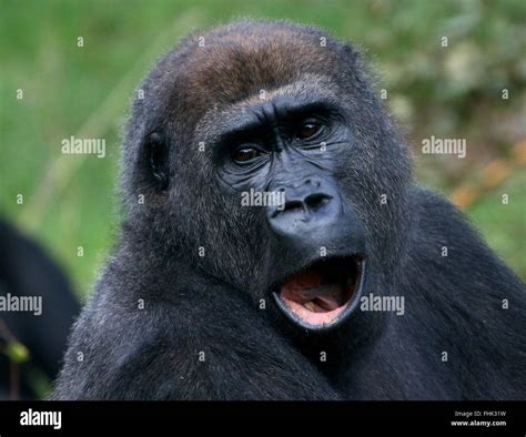 Cheeky Female Western Lowland Gorilla Mouth Open Funny Pose Stock