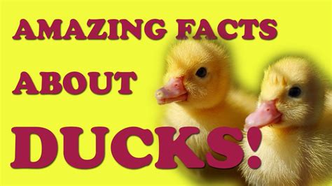 Cute Animal Facts 10 Amazing Facts About Ducks Youtube