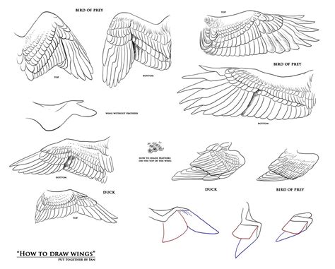 Feathered Wings Wings Drawing Bird Drawings Wing Anatomy