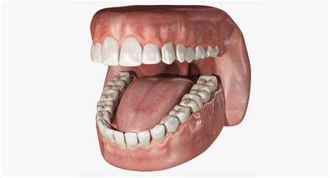 Untuk bisa mendapatkan rekomendasi dari mulut ke mulut seperti ini, berikut adalah bentuk marketing dari mulut ke mulut yang harus kamu ketahui. 3D Human Mouth With Teeth Rigged | CGTrader