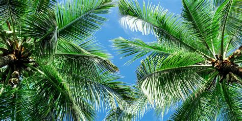 Types Of Palm Trees In Florida Beautiful Boundaries