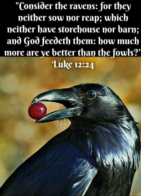 Luke 1224 Kjv Consider The Ravens For They Neither Sow Nor Reap