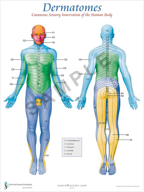 Dermatomes Myotomes And Dtr Poster 24 X 36 Chiropractic Etsy Spinal