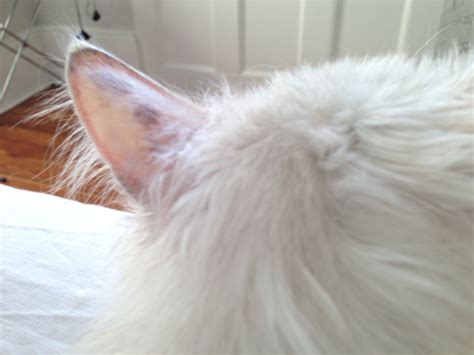 My Cat Had Developed Dark Spots On Her Ears She Also Has A Small Spot