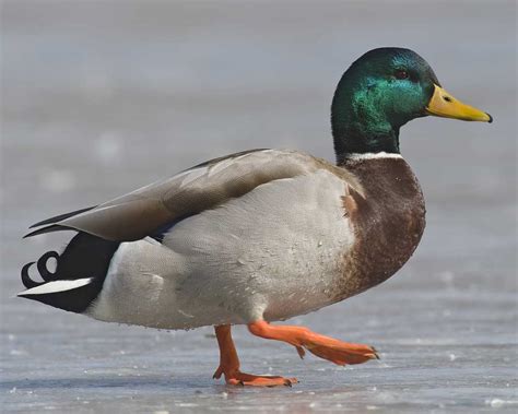 An Introduction To The Mallard Duck Animal Mayhem