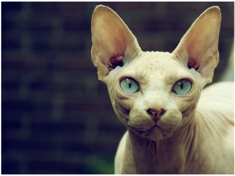 Sphynx Cat With Blue Eyes Wallpapers And Images Wallpapers Pictures