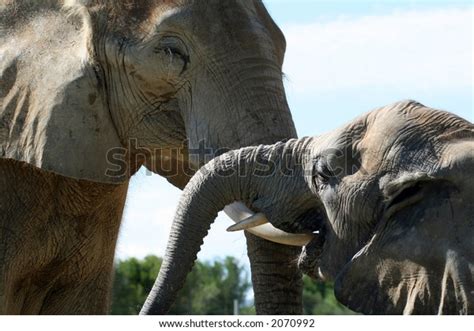 Two Elephant Kissing Each Other Stock Photo 2070992 Shutterstock