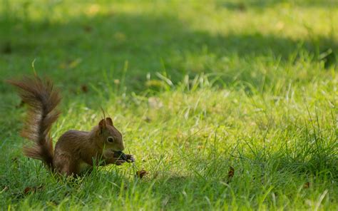 3840x2160 Resolution Animal Photography Of A Brown Squirrel During