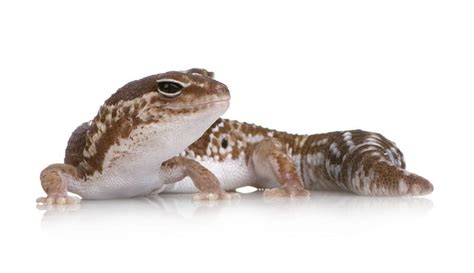 African Fat Tailed Geckos Learn About Nature