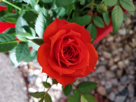 Beautiful Red Rose In My Garden Gardening