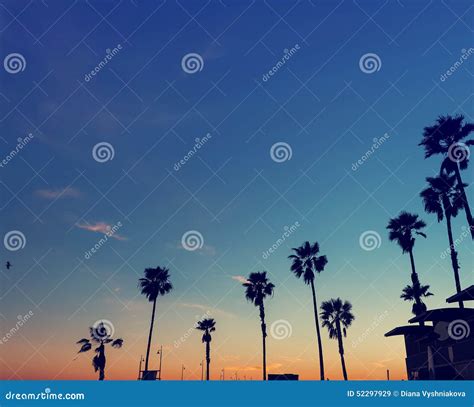 Silhouette Of Palm Trees On The Sunset Stock Image Image Of Tree
