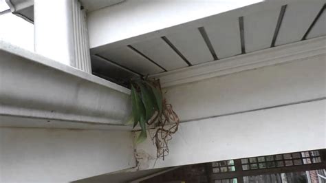 Can squirrels eat through gutters? Red Squirrel Nesting in my gutter - YouTube