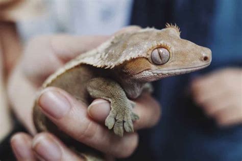Gecko Crestado 🦎 El Gecko Favorito Como Mascota Geckopedia