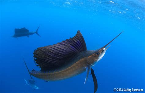 Sailfish Odyssey Scuba Diver Life