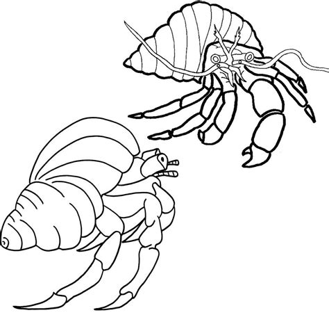 Hermit crabs have very soft long bodies which makes them vulnerable to predators. hermit crab fighting coloring page