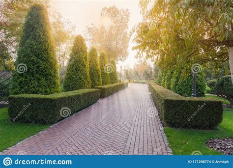 Alley In Park With Hedges Of Shaped Juniper In Backlight Stock Photo