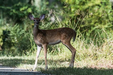Morning Of The Fawn White Tailed Deer Odocoileus Virginia Flickr