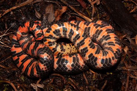 Red Bellied Mudsnake Florida Snake Id Guide