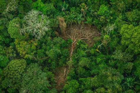 Save The Amazon Rainforest Greenpeace International