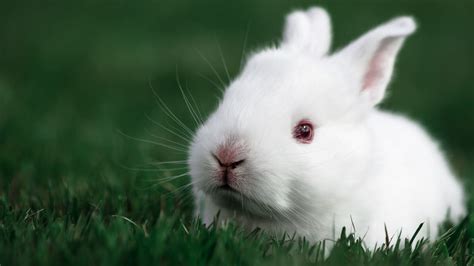 Bunny Wallpapers 59 Images