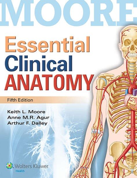 Essential Clinical Anatomy Book By Keith L Moore Paperback
