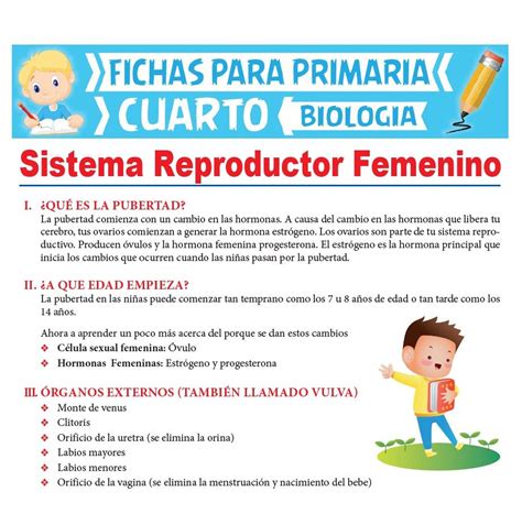 Aparato Reproductor Femenino Y Masculino Para Ni