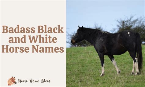 250 Badass Black And White Horse Names With Meanings