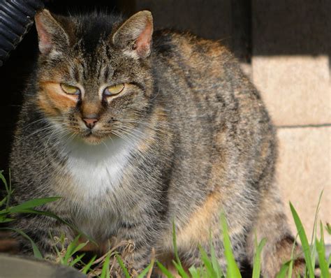 The Feral Life Compassion Cats Old Torbie Tux Feral Cat