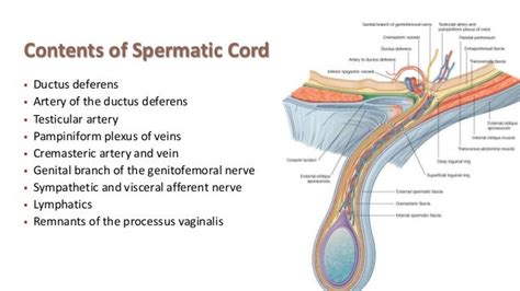 Contents Of Spermatic Cord Abdomen Biology 4930 With Dr E At Georgia State The