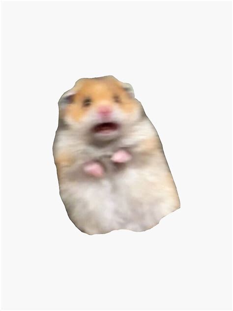 Scared Hamster Meme Sticker By Lakxshanna Redbubble