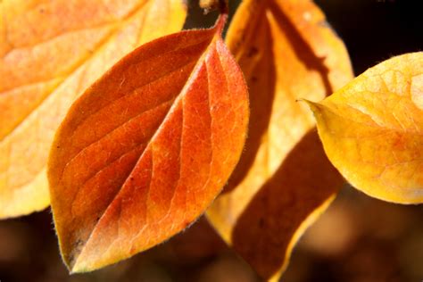 Autumn Leaves Close Up Picture Free Photograph Photos