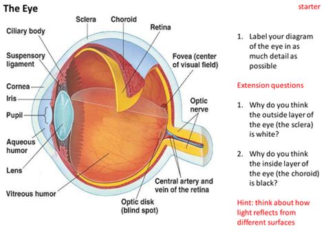 Structure And Functions Of The Eye Teaching Resources