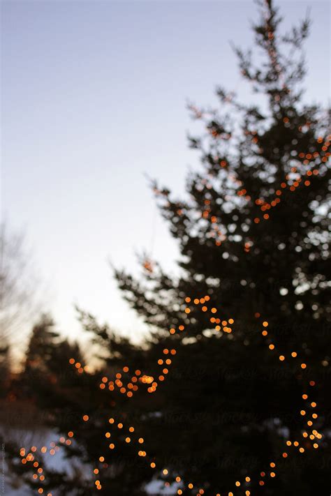 Abstract Christmas Lights Hanging From A Large Pine Tree On A Winter