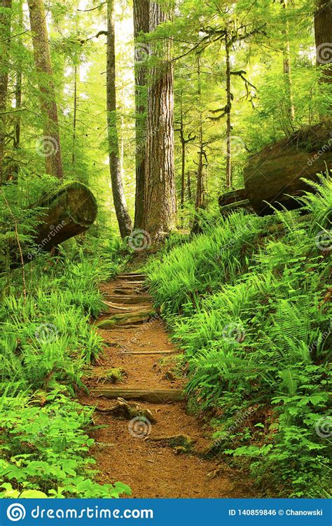Pacific Northwest Forest Hiking Trail Stock Photo Image Of Forest