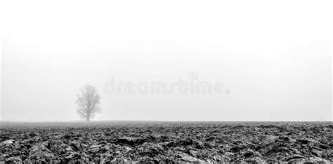 Morning Mist And A Lonely Tree Stock Image Image Of Outdoor Sunrise