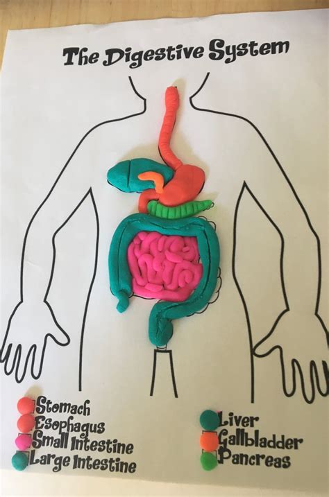 How To Make Digestive System D Model Digestive System Model My Xxx