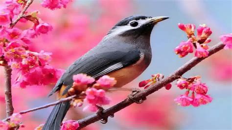 Beautiful Bird And Flower Wallpapers Top Free Beautiful Bird And