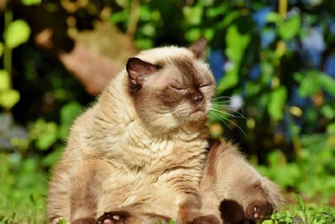 17 Best Cat Breeds For Seniors With Pictures Pet Keen