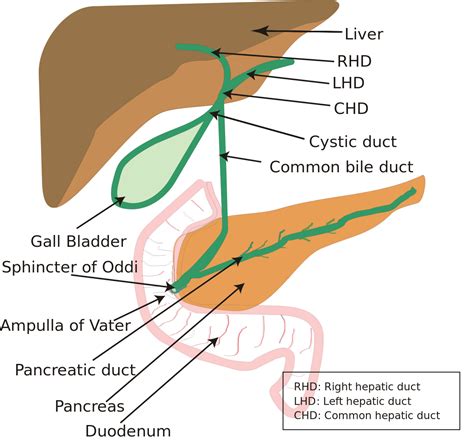 The microscopic anatomy of the liver, however, unlike that of the pancreas and gallbladder, is difficult to understand. File:Biliary system new.svg - Wikimedia Commons