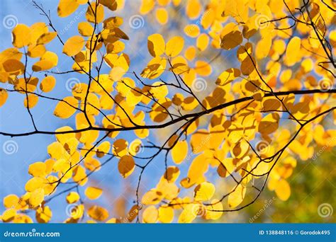 Fall In The Park Autumn Tree Branch With Small Yellow Leaves Stock